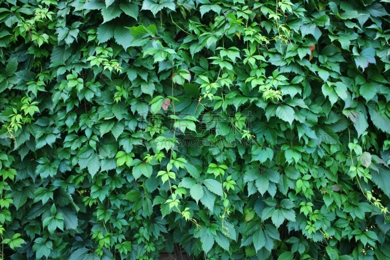 叶子,围墙,葡萄,野生植物,活力,华丽的,纹理效果,枝繁叶茂,色彩鲜艳,乡村风格