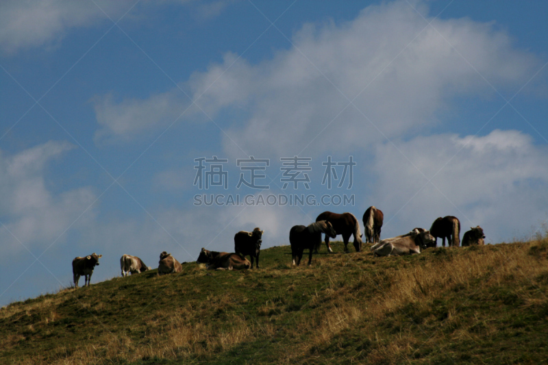 山,巴伐利亚塑像,草地,水平画幅,无人,欧洲,户外,母牛,上巴伐利亚,概念