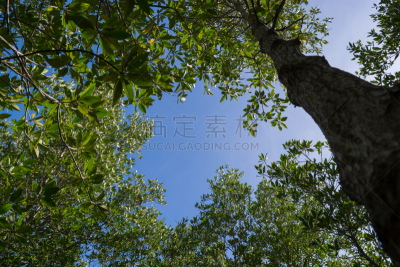 红树,背景,天空,水平画幅,枝繁叶茂,无人,红树林,沼泽,扫帚,户外