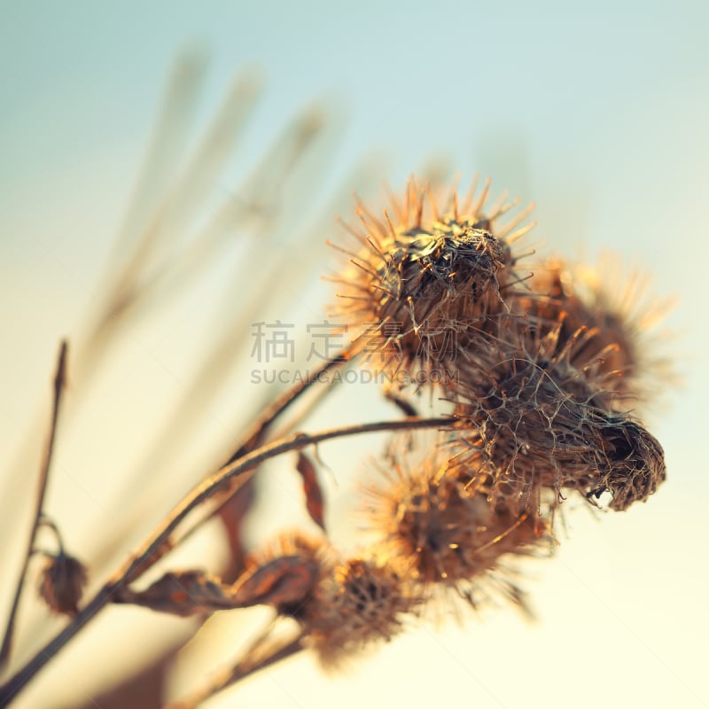 干的,褐色,户外,捕握尾,图像,特写,植物,冬天,米色,叶子