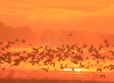 早晨,izunuma,水,天空,水平画幅,无人,鸟类,野外动物,沼泽,户外