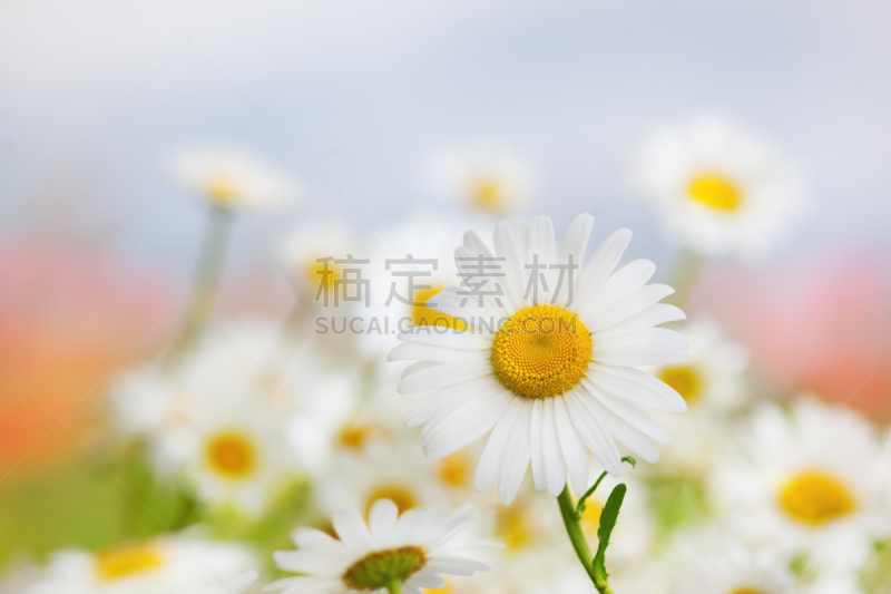 甘菊,美,水平画幅,无人,草坪,夏天,户外,草,特写