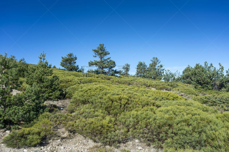 Padded brushwood and Scots Pine forest