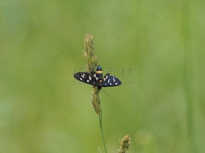 Amata phegea ist ein Schmetterling (Nachtfalter) aus der Unterfamilie der Bärenspinner (Arctiinae) - Amata phegea is a butterfly (moth) from the subfamily of Arctiinae
