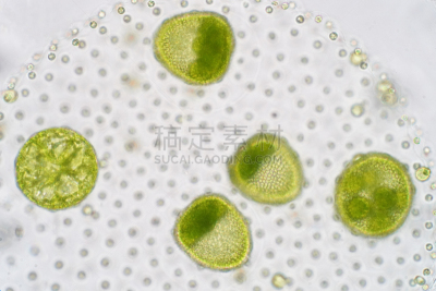 团藻,浮游植物,绿藻,显微镜,水,水平画幅,微生物学,无人,科学,生物学