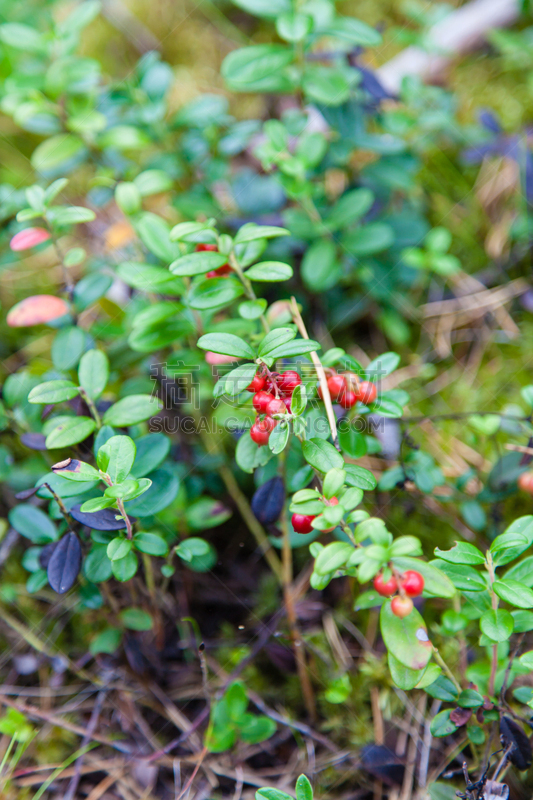 蔓越桔,垂直画幅,美,无人,研磨食品,草坪,夏天,户外,草,俄罗斯