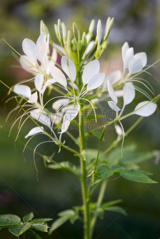 醉蝶花,垂直画幅,美,公园,无人,夏天,户外,特写,明亮,白色