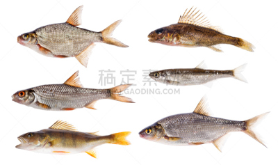 白色,淡水鱼,数字6,分离着色,水平画幅,海鲷,罗奇鱼,白色背景,背景分离,特写