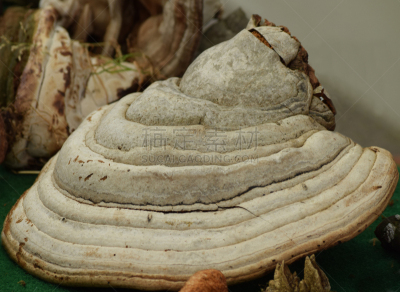 火绒,山毛榉树,真菌,树干,褐色,水平画幅,户外,生物学,干的,特写