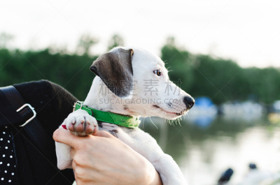 女人,拿着,杰克拉瑟短腿犬,鼻烟壶,公园,褐色,水平画幅,梗犬,爪子,动物身体部位