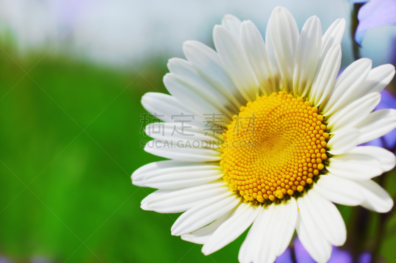 Chamomile against the sky.