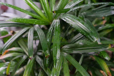 棕榈树,植物,叶子,东南亚,枝繁叶茂,绘画插图,仅成年人,明亮,白色,竹子