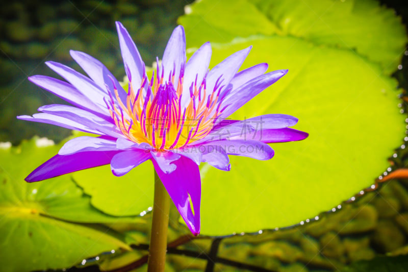 Purple lotus with yellow pollen. Close up hybrid purple lotus flower ‘King of Siam’, a tropical waterlily which was created in Thailand, King of Siam features deep violet blooms with a yellow center.