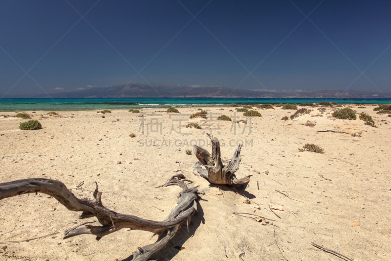 沙漠,海洋,海滩,岛,代表,死亡的植物,刺柏属丛木,青绿色,背景,树