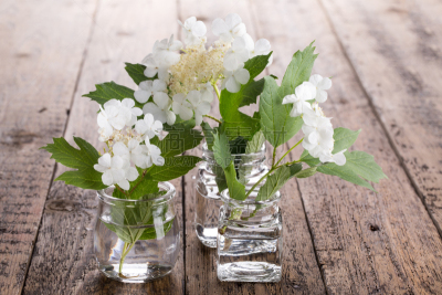 Viburnum