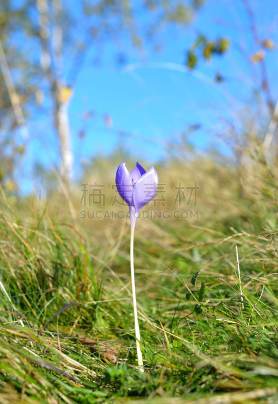 番红花属,秋天,秋水仙属,垂直画幅,美,夏天,户外,草,特写,开花时间间隔