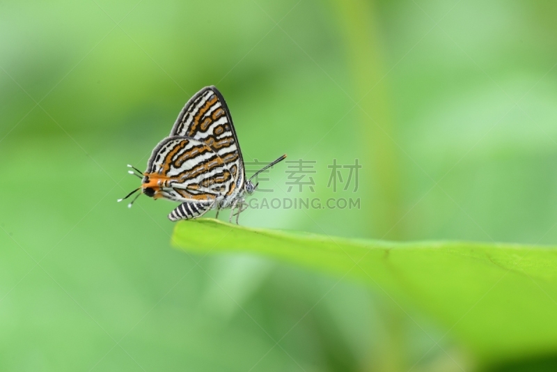蝴蝶,黄色,图像,灌木,动物长鼻,头足类,凤尾蝶,动物,2015年,夏天