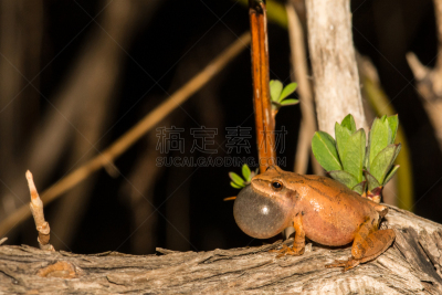 Spring Peeper Frog,北,Vernal Pools,合唱团,爬虫学,树蛙,康涅狄格,动物喊叫,生态多样性,窥视