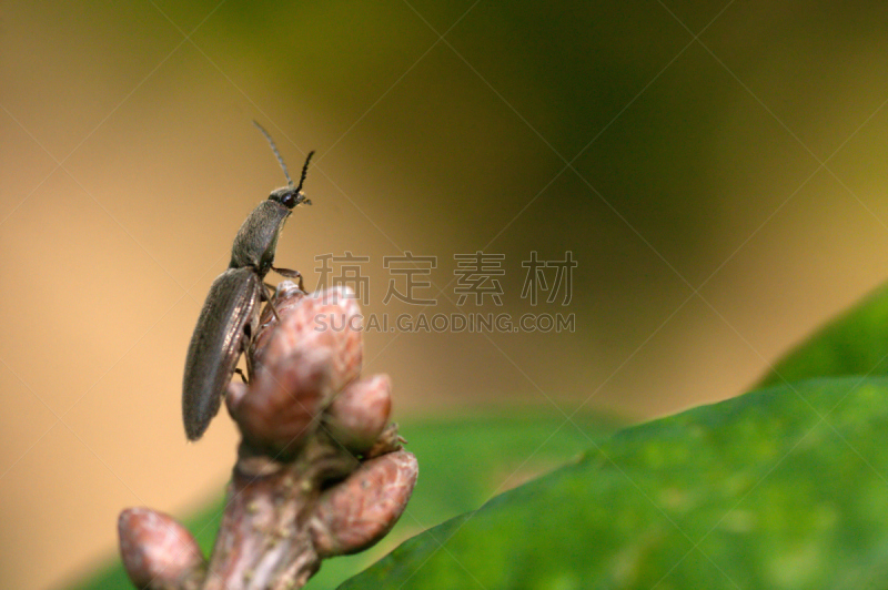 click beetle,自然,无脊椎动物,褐色,野生动物,水平画幅,小的,无人,节肢动物,户外