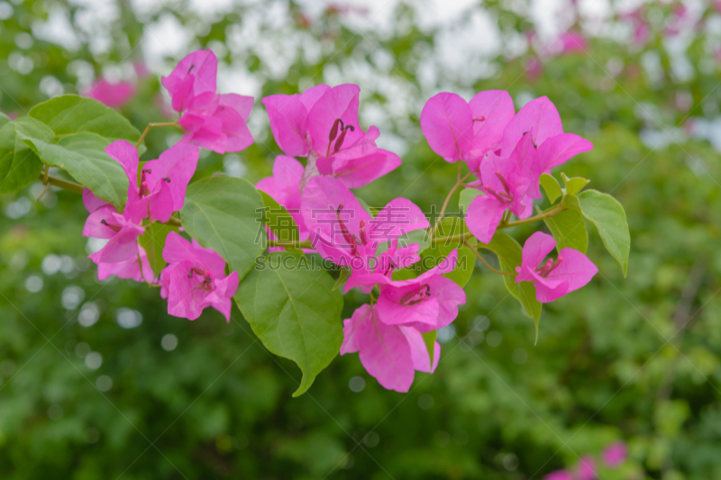 三角梅,粉色,仅一朵花,石竹目,水平画幅,无人,户外,木兰纲,特写,华丽的