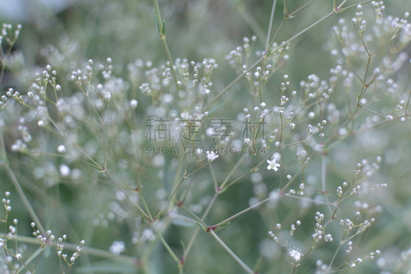 水香花菜,背景,柔和,白色,大量物体,深情的,运动模糊,拉脱维亚,清新,环境