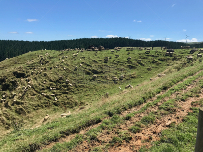 怀卡多区,农场,风景,自然,天空,美,新的,美国,水平画幅,地形
