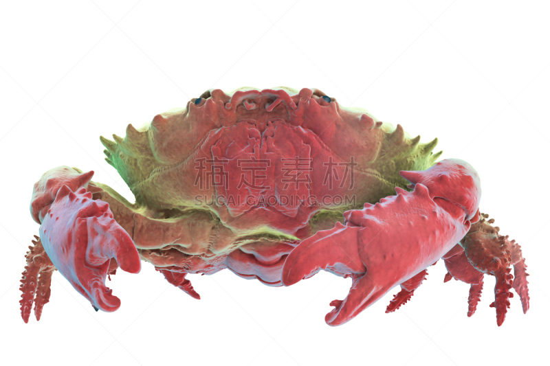 螃蟹,分离着色,黑色,手指珊瑚,计算机制图,水平画幅,三维图形,动物,贝壳,爪