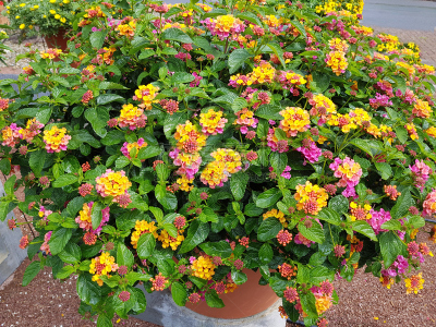 马樱丹属,玫瑰,美,水平画幅,橙色,无人,户外,红色,植物,花头
