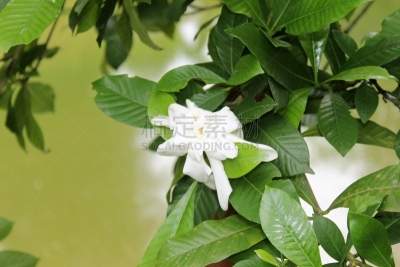 栀子,白色,芳香的,自然,枝,绿色背景,自然美,茉莉,斗篷,盛开
