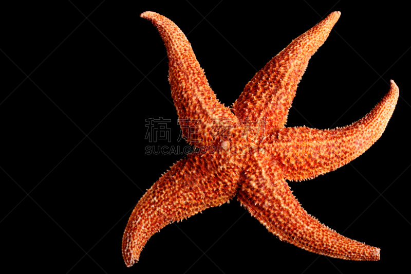 海星,自然,无脊椎动物,水平画幅,橙色,彩色图片,星形,无人,动物,特写