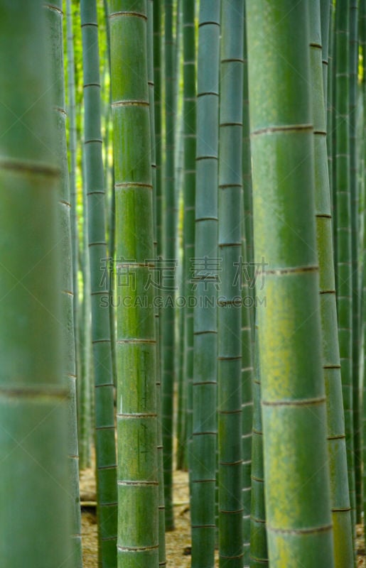 笋,活力,热带气候,环境,枝繁叶茂,自然美,春天,中国,林区,植物