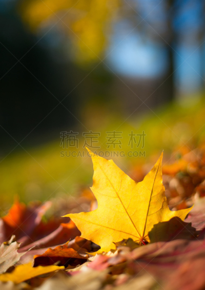 橙色,枫叶,垂直画幅,美,公园,边框,户外,干的,特写