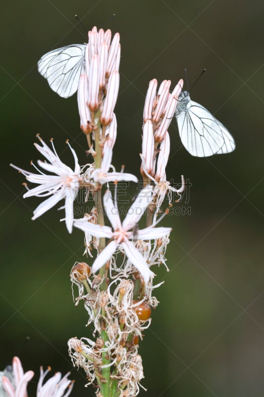 白色,仅一朵花,白蝴蝶,黑脉纹白蝴蝶,自然,垂直画幅,草地,野生动物,无人,夏天