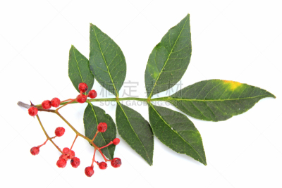 秦椒,胡椒,四川省,花椒属,芸香科,中医,水平画幅,水果,嫩枝,香料