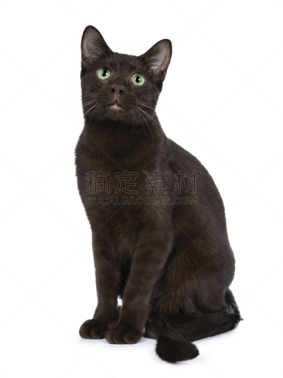 可爱的,绿色眼睛,白色背景,哈瓦那棕猫,小猫,斜靠,看,分离着色,姿态优美,坐