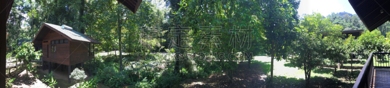 雨林,沙巴州,婆罗洲岛,达浓谷地,生物学,热,热带气候,环境,环境保护,枝繁叶茂