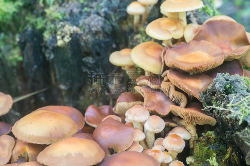 蘑菇,鳞伞菇,褐色,水平画幅,生食,夏天,组物体,生物学,特写,树林