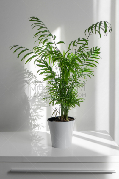锅,白色,植物,槟榔属,桌子,背景,围墙,垂直画幅,枝繁叶茂,无人