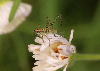食虫虻,自然,水平画幅,无人,2015年,昆虫,摄影