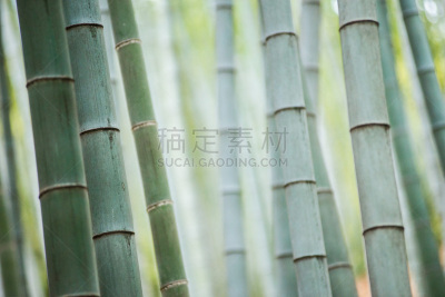 竹林,笋,风水,公园,水平画幅,无人,户外,树林,植物,热带气候