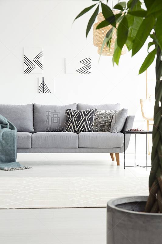 沙发,白色,植物,毯子,式样,灰色,室内,起居室,枕头,摄影