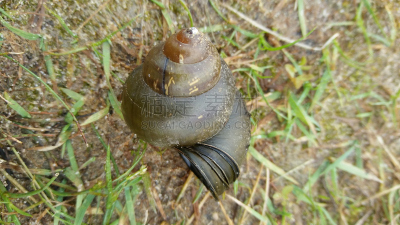 四季,选择对焦,水平画幅,无人,夏天,户外,椒类食物,特写,西红柿,北美