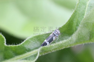 吹沫虫,自然,野生动物,水平画幅,无人,动物学,丑陋,户外,生物学,特写