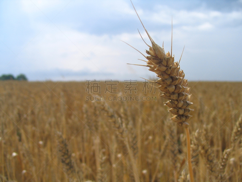 小麦,卵巢,水平画幅,夏天,户外,太阳,面包,田地,彩色图片,种子