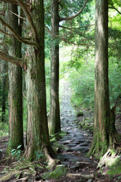山口,街道,古老的,岩生豆娘鱼,柳衫,木板路,生态旅游,小树林,垂直画幅,里山