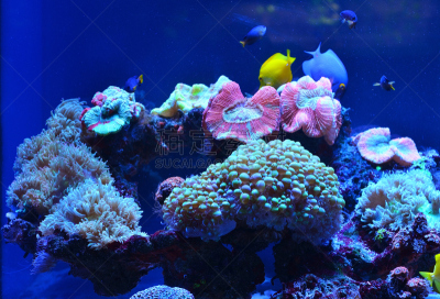 水下,鱼类,藻类,珊瑚,石头,苔藓,有包装的,水,水平画幅,鲨鱼