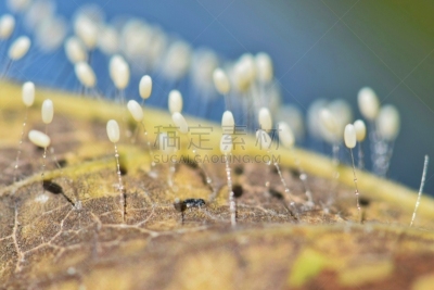 草蜻蛉,卵,附着的,叶子,生物学,绿色草蜻蛉,农业,自然界的状态,环境,野生动物