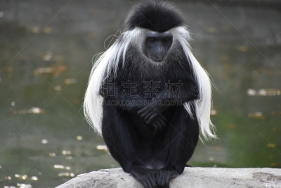 black and white colobus,安哥拉,自然,刚果河,野生动物,美国,水平画幅,无人,猴子,热带雨林