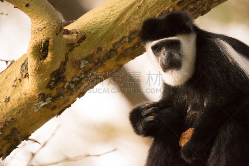 black and white colobus,饼干,拿着,叶猴,野生动物,水平画幅,非洲,猴子,肯尼亚,黑色