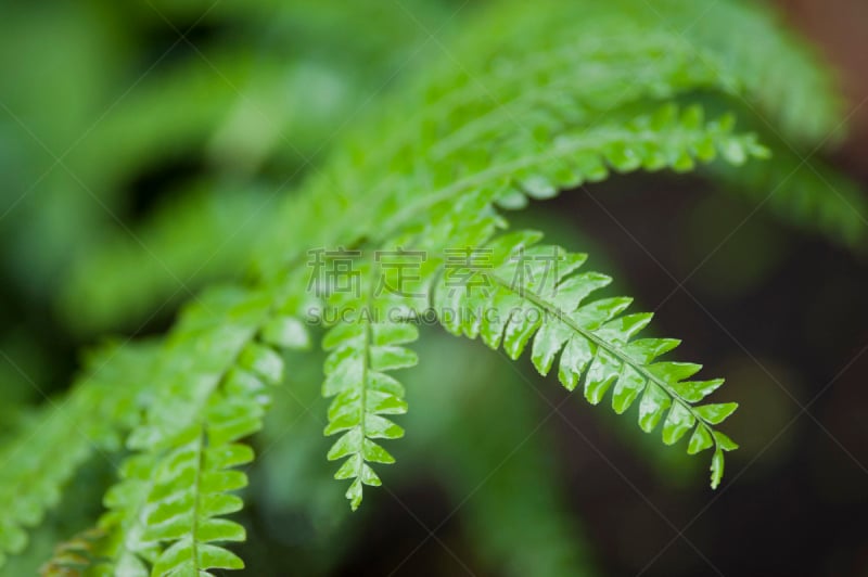 欧洲蕨,自然,式样,水平画幅,绿色,小的,抽象,湿,青年人,白色